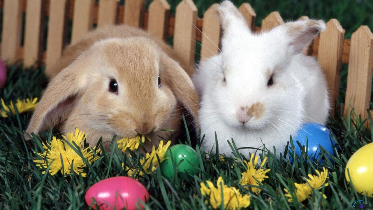 cute-easter-bunnies