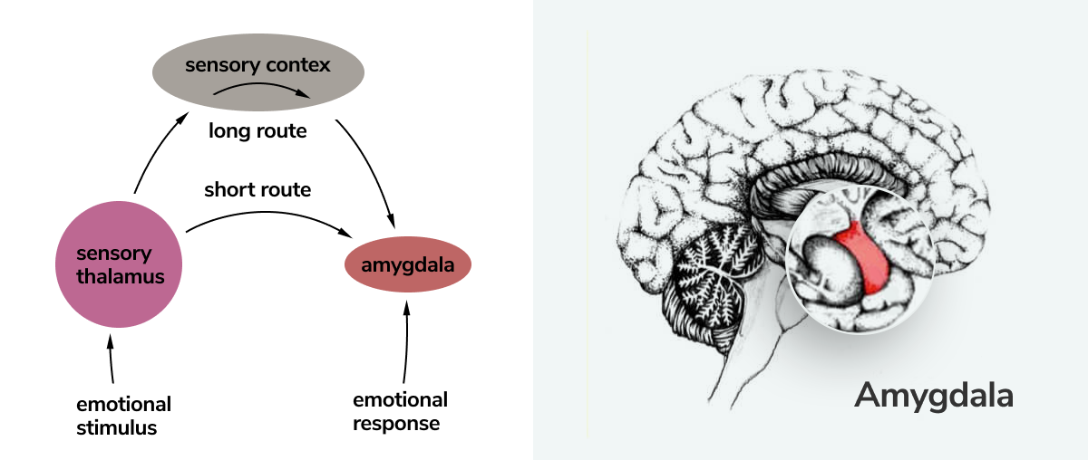 emotions and amygdala