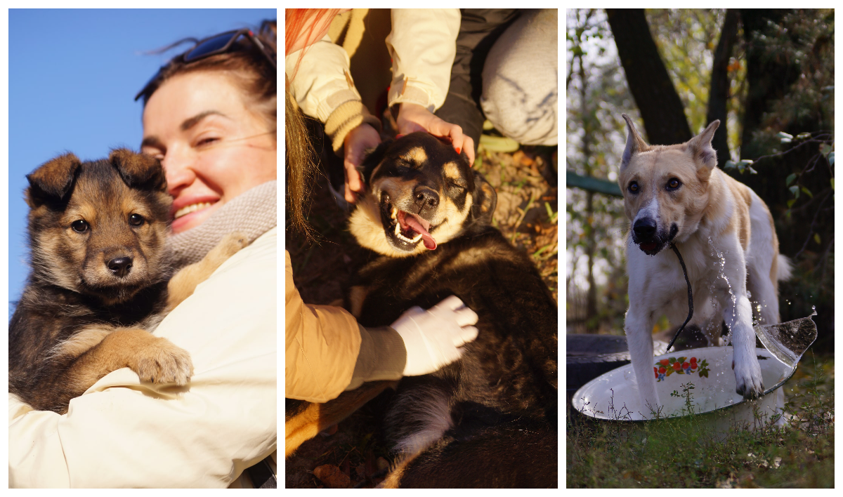 Хвостики в притулку «Сіріус», з особистого архіву Юлії Михайлюк