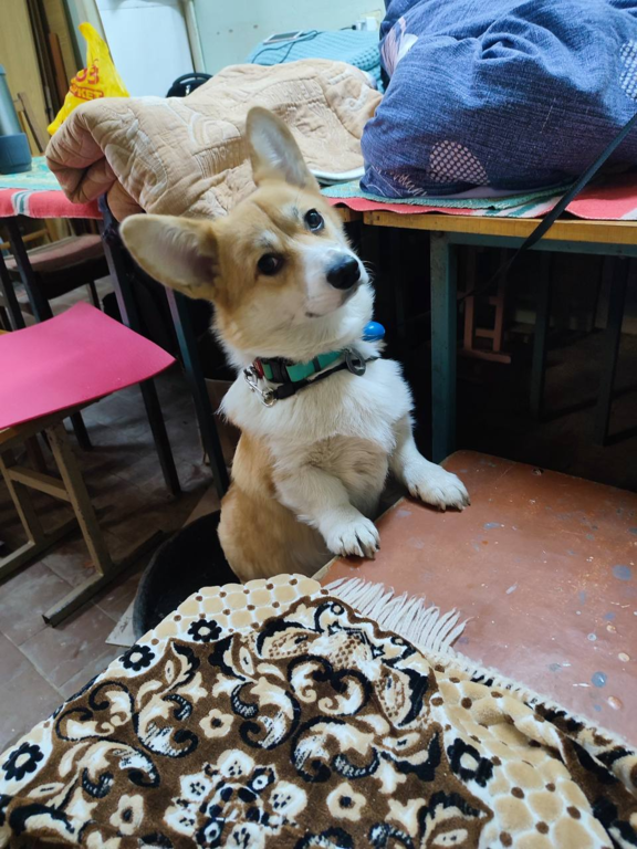 aniversario-de-9-anos-da-sendpulse-ucrania-pet