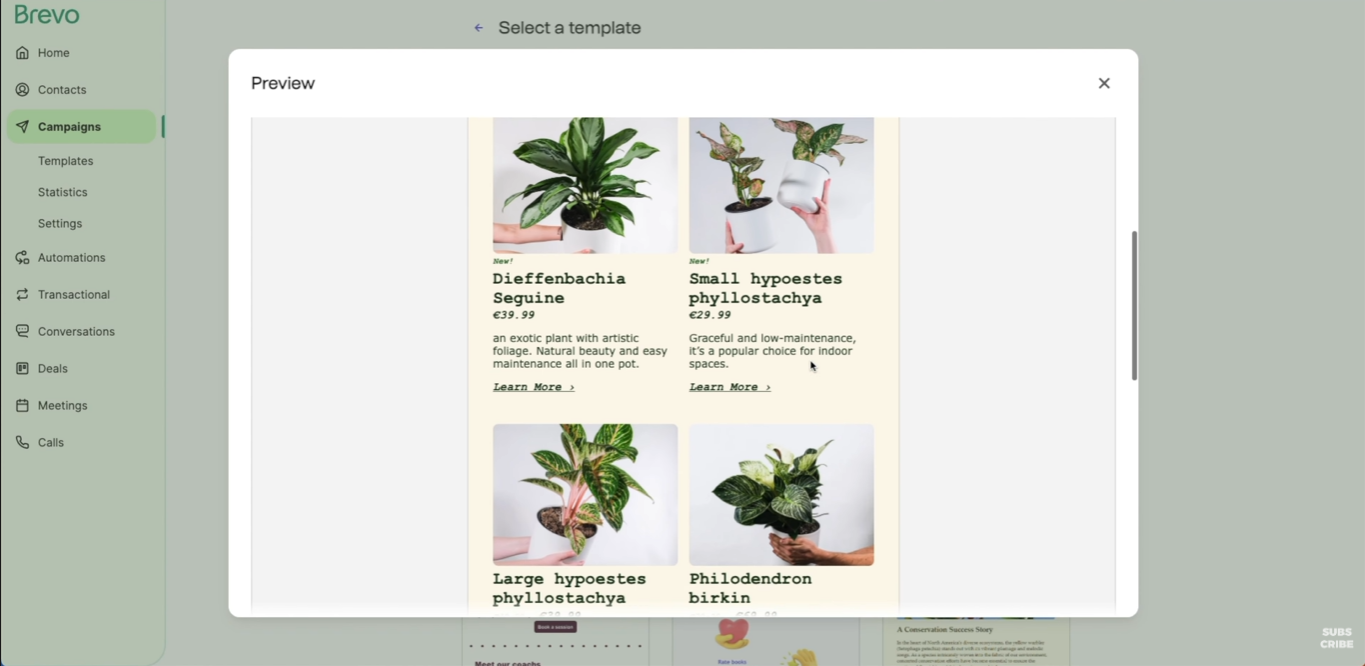 Ejemplo de una vista previa para correos masivos en la plataforma de Brevo